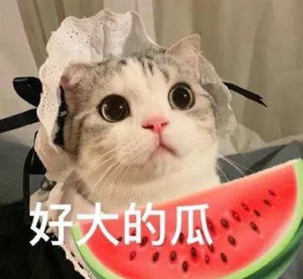 娱乐吃瓜君猫咪摇头